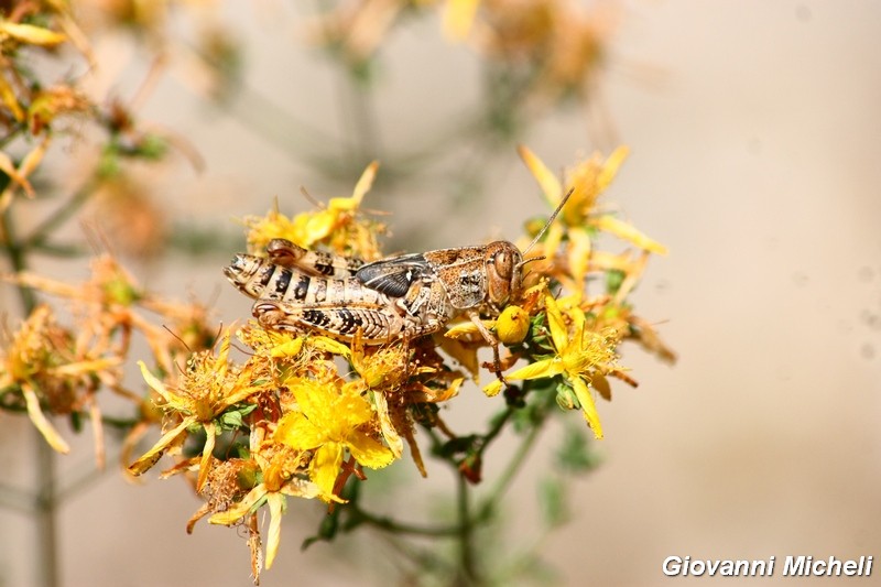 Serie di Acrididae del Parco del Ticino